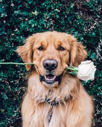 Aspenthemoutainpup Golden Retriever Dog Dog Education Puppy Golden Retriever Dogs Golden Retriever Dog Info