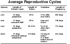 Lecture 9 Estrous Cycles