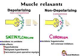 Suwad Medtoon Anesthesia Types Of Muscle Relaxents Depolarizing Non Competitive Binds To Ach Receptors Causing Prolonged Depolarization Followed By Temporary Paralysis Eg Succinylcholine Antidote No Antidote