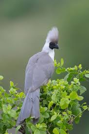 Grey Bird With Large Beak Carlo Zanussi South African Birds Nature Birds Pretty Birds
