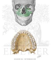 Image result for Maxillary Bone