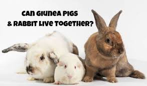 Answers to this question vary depending on a number of factors. Can Rabbits And Guinea Pigs Live Together Clever Pet Owners