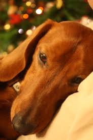 Saucisse 1 Year Old Dachshund Love Weiner Dog Doxie Puppies