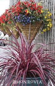 Festival Raspberry Cordyline Plants Small White Flowers Backyard Plants