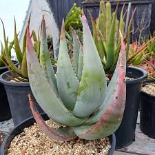 Image result for Aloe pienaarii