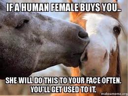 Ponderosa Rescue On Twitter Funny Horse Memes Horse Quotes Funny Horse Jokes