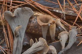 Image result for Craterellus fallax