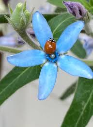 Image result for Teedia lucida