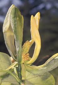 Image result for Pteronia acuminata