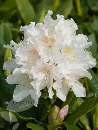 Rhododendron Cunningham S White Hybrid Rhododendron White Flowers Beautiful Flower Arrangements Rhododendron