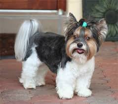 Please serious inquires only the puppy pictured in this ad is for sale. Biewer Yorkie Haircuts York Pa Yorkie Haircuts