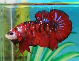 Red Koi Galaxy