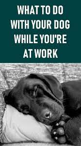 8 Tips To Leave Your Dog Alone All Day Without Stress Dogs Your Dog Dog Training Come