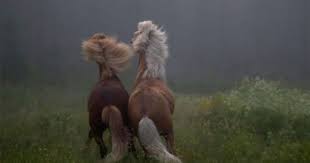 مدونة شريف نزيه أكبر و أجمل صور للخيول العربيه 2013 horses beautiful horses pretty horses