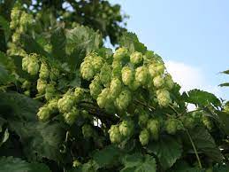 Das erneute aufblühen der gastronomie wollen wir mithilfe der aktion unterstützen. Hopfen Humulus Lupulus Baumschule Horstmann