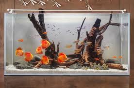 What S Your Aquascape Style Akuarium Ikan Hiasan