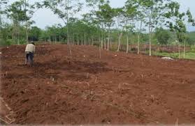 Dalam pos kali ini saya akan berkongsi salah satu amalan yang dibuat oleh petani di thailand untuk buatkan ubi kayu banyak ubi. Cara Menanam Ubi Kayu Yang Baik Dan Benar