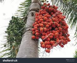 Image result for Arecaceae