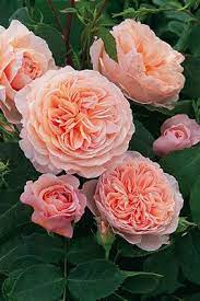 He was among the most influential asian architects of his generation. David Austin Rose William Morris Fragrant Roses Beautiful Flowers David Austin Roses