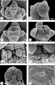 Image result for Amphiasma