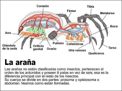 ARACHNIDA – INFORMACIÓN FAUNA Y ECOSISTEMA