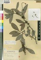 Image result for Gymnosporia buchananii