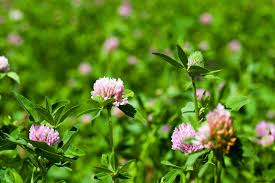 Eat the leaves while they're still young; Edible Wild Plant Guide Tips On Harvesting Edible Native Plants