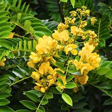 Image result for Peltophorum pterocarpum