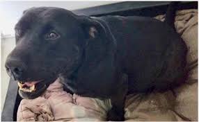 Sara dingman dellorto sardi great danes lakeland, florida email. Breeder Wants Valuable Great Dane Found Wandering South Of State Road 44 Villages News Com