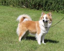 (2 year health guarantee) reg, shots, 25 yrs. Mudi Puppies For Sale Usa Bmo Show