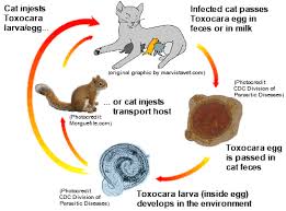 This guide will answer all your questions. Roundworms In Cats And Kittens Veterinary Partner Vin