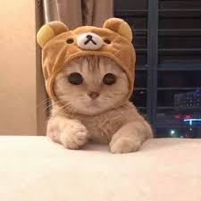 mascotitas おしゃれまとめの人気アイデア pinterest c e n a l o 2020 ねこ かわいい 可愛い猫 にゃんこ