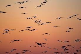 Según él, son desplazamientos prolongados que llevan a los animales a salir de sus hábitats. Efectos Del Cambio Climatico En La Migracion De Las Aves Life Adaptamed