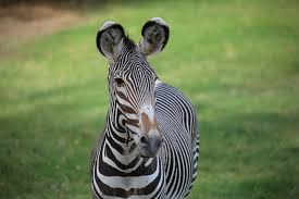 Image result for zebra
