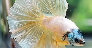 Pin On Fish