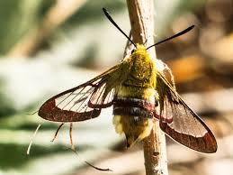Want to discover art related to hummelschwaermer? Hummelschwarmer Hemaris Fuciformis Foto Bild Tiere Wildlife Schmetterlinge Bilder Auf Fotocommunity
