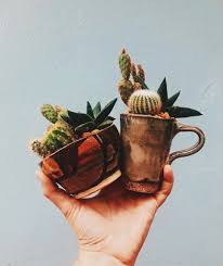 Most cacti do better in smaller pots, as they don't like sitting in water for too long. Art And Design Green With Purpose