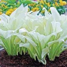 Maybe you would like to learn more about one of these? Buy Hosta White Feather At Brecks Wholesale Plants White Feather Hosta Hosta Plants