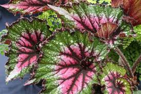 The Biodiverse Beauty Of Begonias Begonia November Flower House Plants