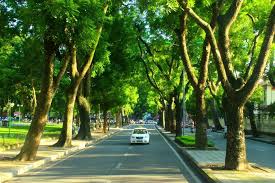 Thế nào là quản lý cây xanh đô thị? Các nguyên tắc quản lý cây xanh đô thị