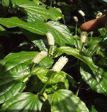 Image result for Piper capense