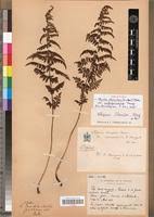 Image result for Athyrium schimperi
