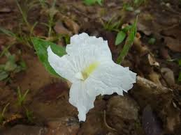 Image result for Siphonochilus