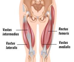 The hamstring contracts, pulling the lower leg up and causing the knee to bend. Quad Strain Will You Be Left Kicking Yourself Sports Spinal Albury