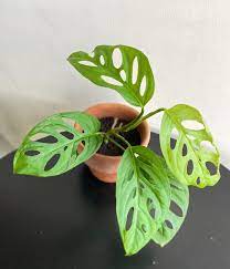 Monstera adansonii, the adanson's monstera, swiss cheese plant, or five holes plant, is a species of flowering plant from family araceae which is widespread across much of south america and central america. Monstera Adansonii Cf Subsp Laniata The Unfurling Nest Facebook