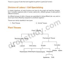 46 Thorough Plant Tissues Flowchart