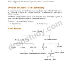 46 thorough plant tissues flowchart