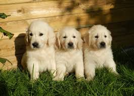 The puppies are absolutely stunning!! 5 Stunning Shades Of Golden Retriever Colors Pictures