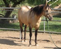 Buttermilk, an american quarter horse gelding, appeared in many episodes of the roy rogers. Dun Dilution Animal Genetics