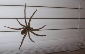 Maybe you would like to learn more about one of these? Possibly Huntsman Spider In Tennessee What S That Bug